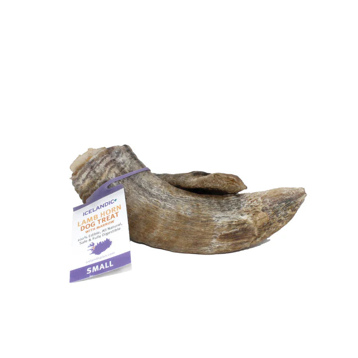 Icelandic Lamb Horn with Marrow