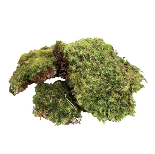 ZM Natural Frog Moss