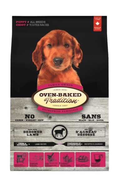 OBT all Breed Puppy